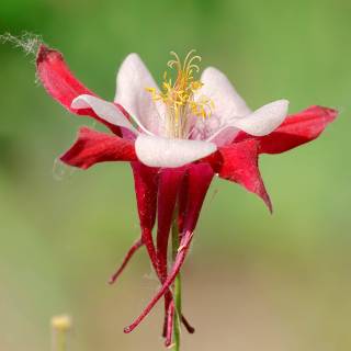 Aquil�gia 'Crismon Star'